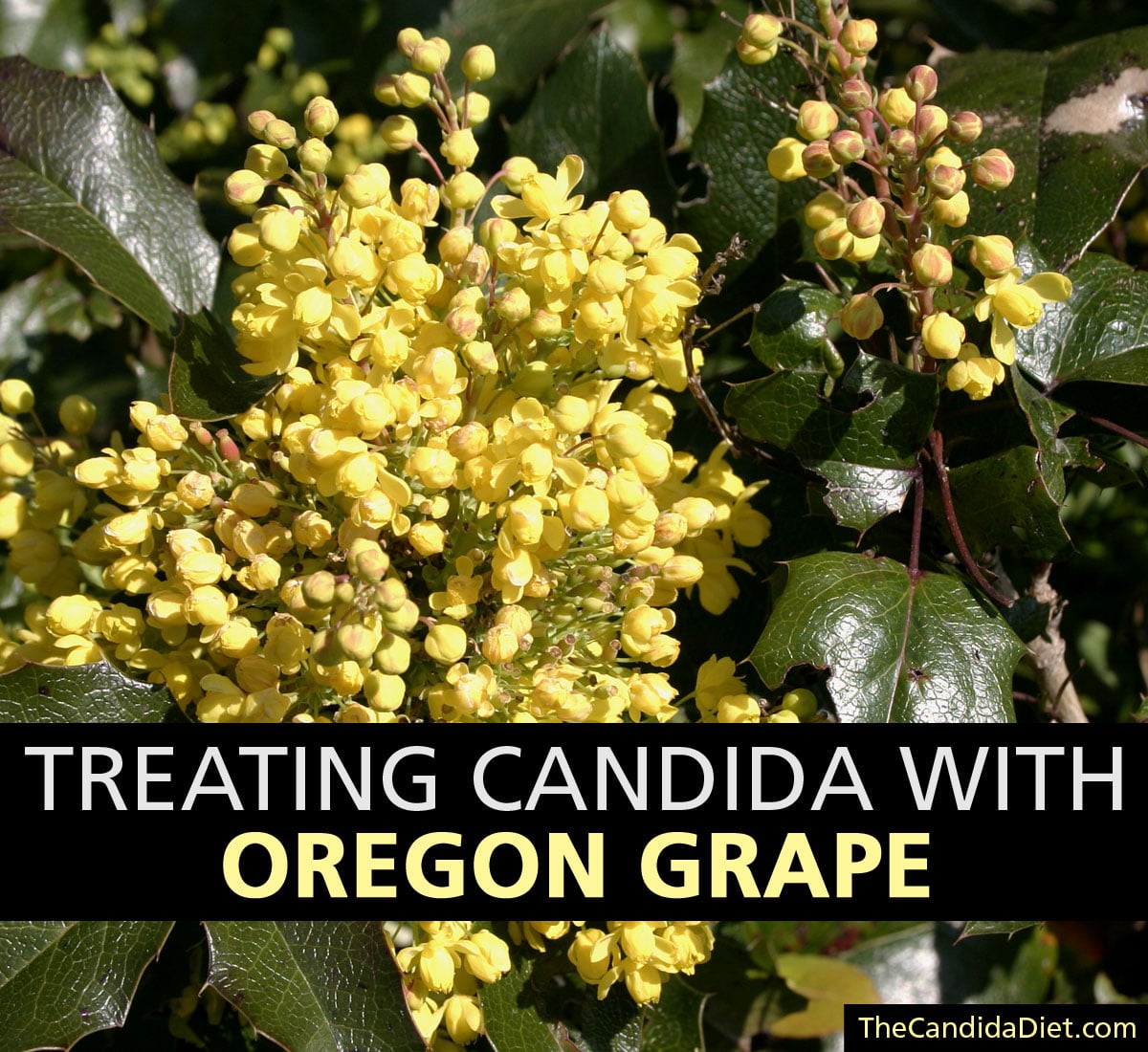 Oregon Grape As A Natural Antifungal » The Candida Diet