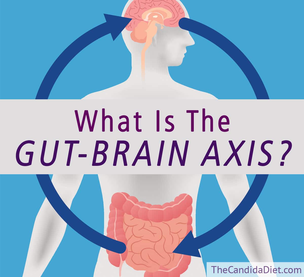 what-is-the-gut-brain-axis-and-why-does-it-matter