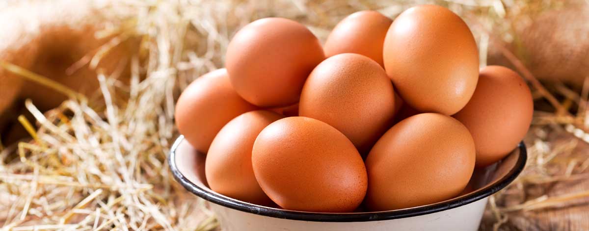 Meat, fish and eggs on the Candida diet: Chicken, turkey, salmon, sardines, herring, and eggs